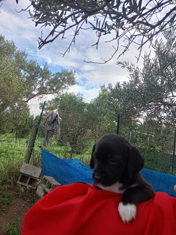  8 cuccioli in cerca d'amore “Regala un Sogno a Natale” 🎄 Foto 5